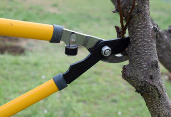 Pruning tree branches with yellow-handled garden shears.