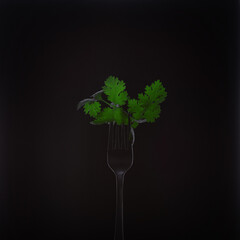 fork leaves cilantro on black background