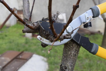 Pruning tree branches with yellow-handled garden shears.