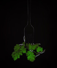 fork leaves cilantro on black background