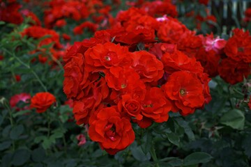 Huge ground cover roses of the fairy