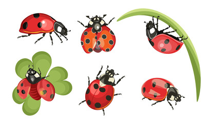 Obraz na płótnie Canvas Set of Ladybugs, Funny Red Insects with Eyes and Dots on Green Leaf and Grass Stem. Baby Design for Wallpaper or Fabric