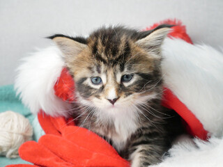 Christmas cat. Portrait striped maine coon kitten playing with Christmas gifts and festive red Santa Hat. Happy new year post card