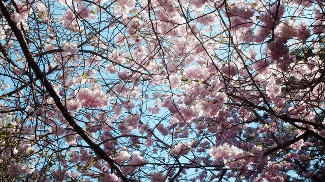 View from walking under pink blooming Cherry Blossom trees in spring.
