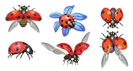 Set Ladybugs, Cute Ladybirds Isolated on White Background, Funny Red Insects With Black Dots and Outspread Wings