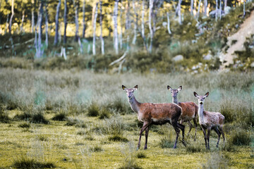 Deer in Hemsedal, Norway. Deer are running freely in the wild mountains of Hemsedal. 