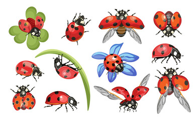 Set of Ladybugs or Ladybirds Insects on Green Leaves and Flying. Cute Beetle Isolated on White Background