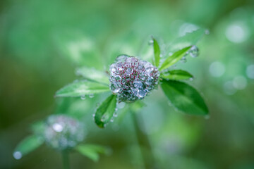 clover flower with dew drops