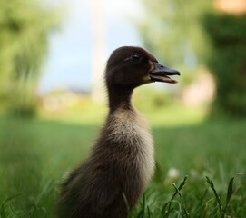 Mała kaczka © Jacek