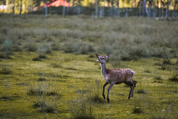 Deer in Hemsedal, Norway. Deer are running freely in the wild mountains of Hemsedal. 