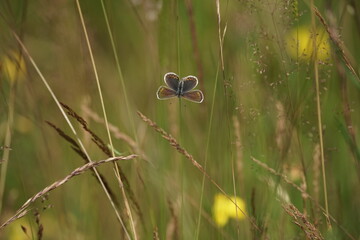 Kleiner Schmetterling Lycaenidae, Bläuling auf einem Grashalm
