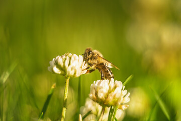 Bee collecting nectar from a flower of cloverin. Insect background