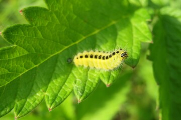 Yellow zygaena caterpillar on green leaf in the garden, closeup