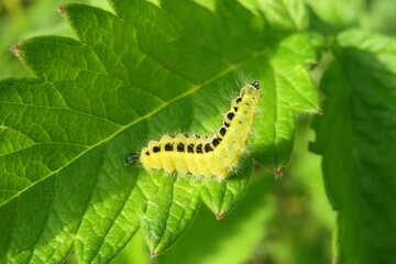 Yellow zygaena caterpillar on green leaves background in the garden, closeup