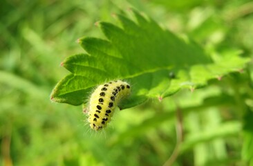 Yellow six-spot burnet caterpillar on a green leaf in the garden, closeup