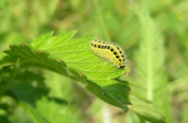 Yellow zygaena caterpillar on green leaf in the garden, closeup