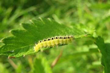 Yellow caterpillar on a leaf on natural green background