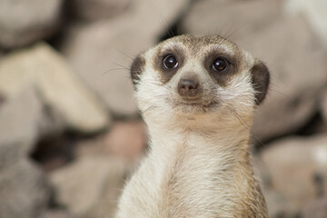 Suricate