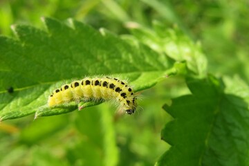 Yellow zygaena caterpillar on green leaves background in the garden, closeup