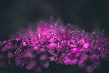 Fototapeta na wymiar Pink flower with dew drops