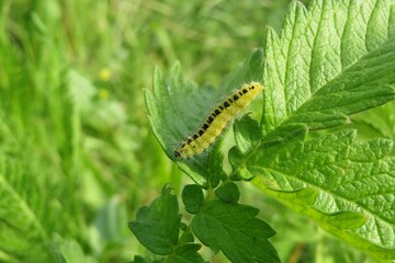 Yellow zygaena caterpillar on leaves background in the meadow, closeup