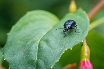 Close of beetle with irridescent blue shell om green leaf
