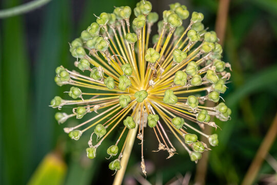 Close up of alium flower head with green seed pods, - radial pattern