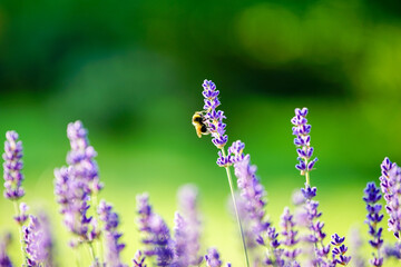 Pszczola na lawendzie bee lavender © Marcin