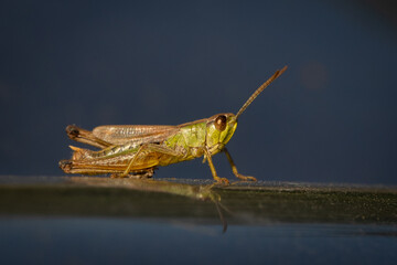 grasshopper on the beach