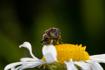 fly on flower