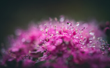 Pink flower with dew drops