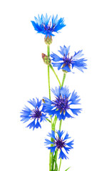 Beautiful blue cornflower isolated on white background.  Selective focus