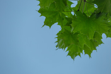 green leaves against sky