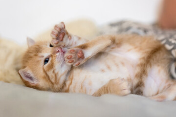 Sehr junges Kitten