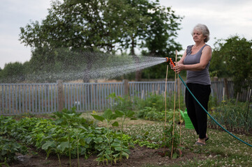 Old woman watering strawberry in the garden.