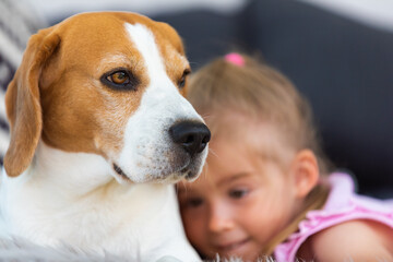 Child cuddle a dog on backyard sofa. Happy childhood with beagle pet.