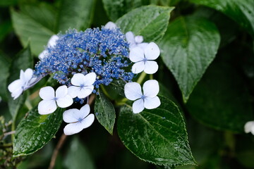雨の紫陽花