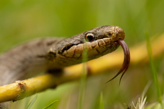 Glattnatter Bilder Durchsuchen 842 Archivfotos, und