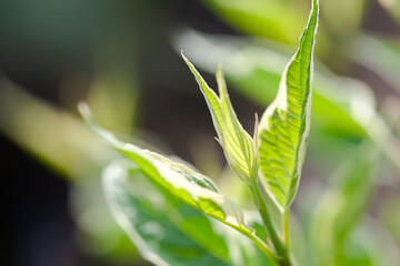 Spring young green sprout close-up, soft focus, out of focus, blurred frame, use as background