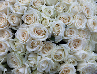 Obraz na płótnie Canvas Bouquet of white roses close up 