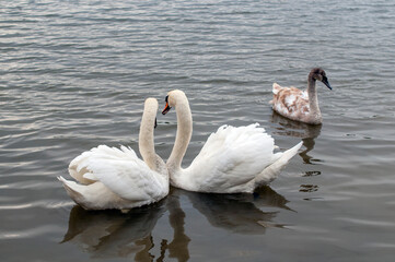 Two white swans couple in love. Swans in water