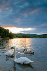 Fototapeta na wymiar white swans at sunrise under colorful sky