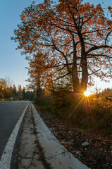 Road and autumn trees. Golden leaves and sun.