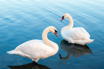 white swans group on the lake swim well under the bright sun