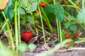 Strawberries growing in the garden