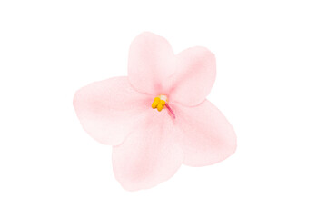 Fototapeta na wymiar Beautiful pink and coral flower african violet isolated on white macro photo.