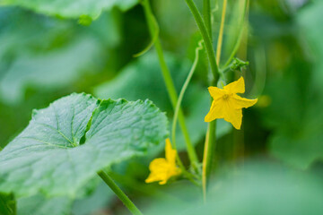 The yellow flower of a blooming cucumber