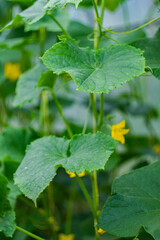 The yellow flower of a blooming cucumber