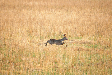 roe deer rushes across the field	