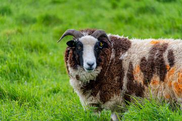 Closeup of domestic Jacob sheep